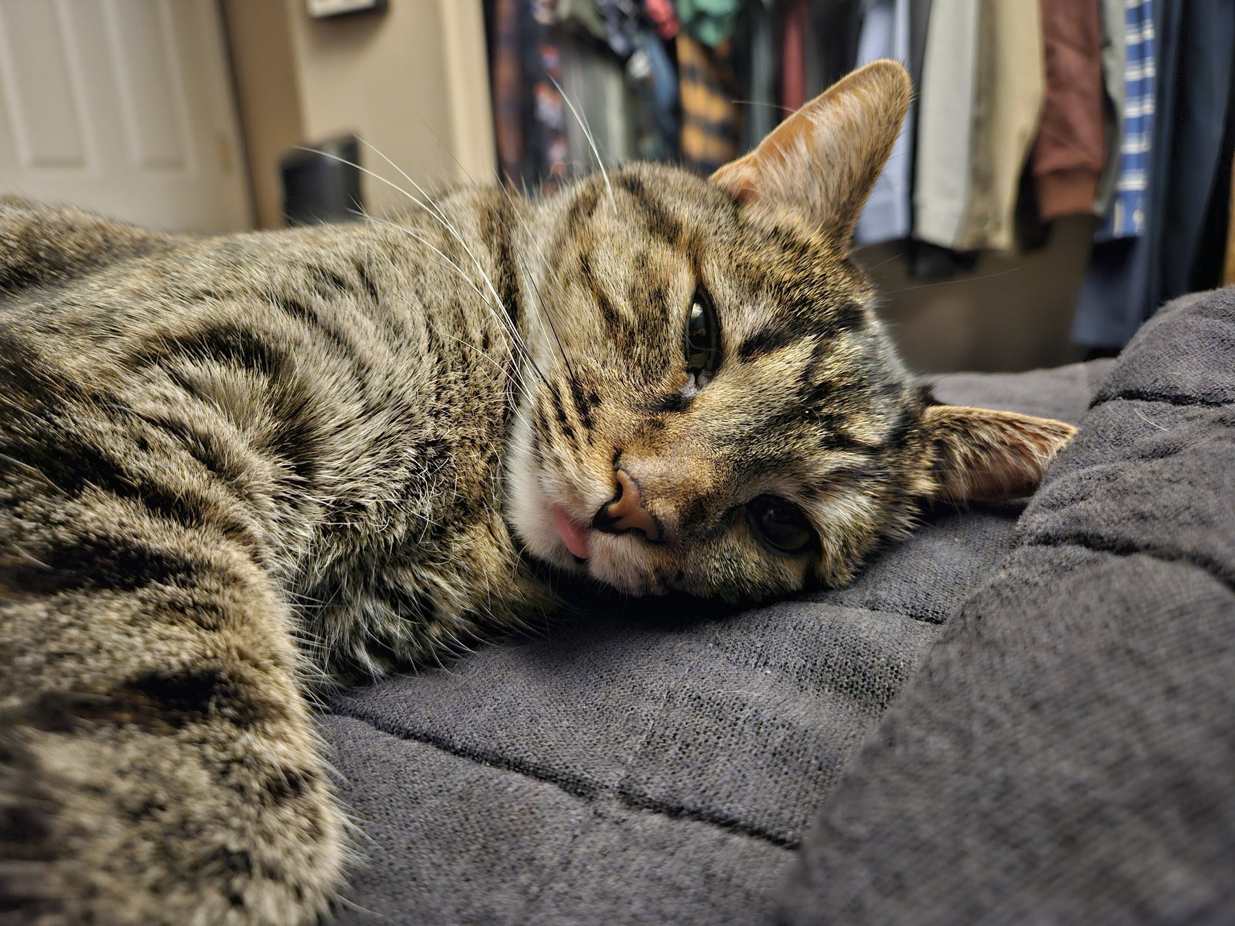 A tabby cat lying down with its tongue out, resting its head on a gray blanket